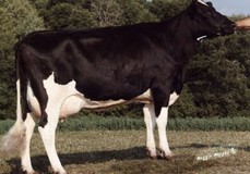 Welcome Manfred Willa VG-88