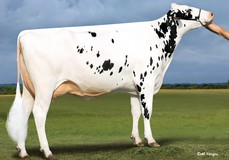 Westcoast Penman Aria 3774-ET VG-87