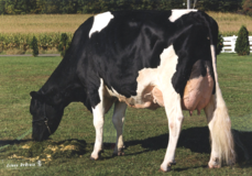Whittier-Farms Lead Mae EX-95 Whittier-Farms Lead Mae EX-95