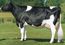 Whittier-Farms Lead Mae EX-95 Whittier-Farms Lead Mae EX-95