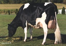Whittier-Farms Lead Mae EX-95 Whittier-Farms Lead Mae EX-95