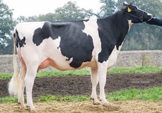 Wilder Sunshine RDC VG-86 Wilder Sunshine RDC VG-86