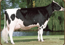 Wilcoxview Rudi Cali EX-92