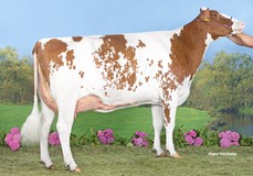 Wilder Brekem K22-Red VG-86