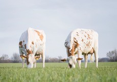 R:Wilder K33 VG-88 and L:Wilder K25 Red EX-90