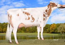 Wilder K25 Red EX-90