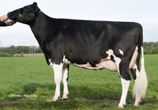 Wilder Kairo 55 RDC VG-89