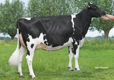 Wilder Kalibra RDC VG-88