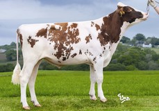 Wilder Kanu P Red, Colt P-Red x Wilder Kanu 111 RDC Wilder Kanu P Red, Colt P-Red x Wilder Kanu 111 RDC