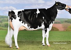 Wilder Karat RDC VG-88, Numero Uno x Kanu 111 VG-88