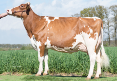 Wilder Kia Red VG-88, Larson x Kanu 111 VG-88