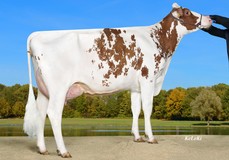 Wilder Koenigin Red VG-86