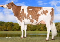 Wilder Smile Red VG-85