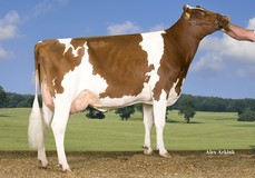 Willem's Hoeve Marcia 4815 P VG-85