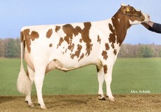 Willem's Hoeve Rita 0438 Red VG-87 Willem's Hoeve Rita 0438 Red VG-87