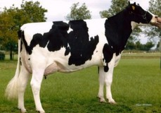 Willem's Hoeve Rita 282 VG-88