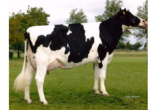 Willem's Hoeve Rita 282 VG-88