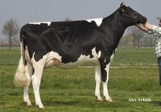 Willem's Hoeve Rita 4706 VG-87