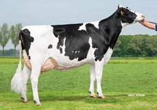 Willem's Hoeve Rita 885 VG-85