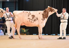 Willem's-Hoeve Jmw Applause 26 VG-89