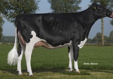 Willems-Hoeve Rita 1626 A VG-86