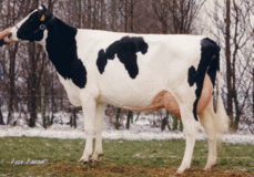 Willem's Hoeve Rita 52 EX-93 Willem's Hoeve Rita 52 EX-93