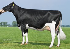 Willsbro K&L Nugget Aderyn RDC VG-86 Willsbro K&L Nugget Aderyn RDC VG-86