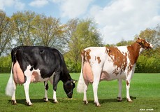 Willsbro K&L Nugget Aderyn RDC & Visstein K&L SV Aderina Red VG-89