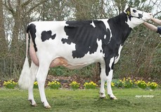 Wilskracht Warsi 1624 PP RDC VG-87