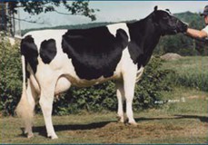 Yarsons Apollo Havn Amber VG-86