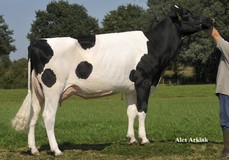 Zandenburg Goldwyn Ebony VG-86