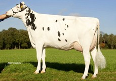 Zandenburg Snowman Camilla VG-89