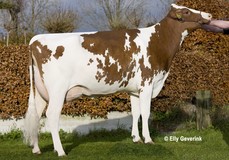 Zeedieker Lawnet VG-86