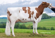 ZHW Atlantik Red VG-85