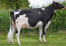 Zwanebloem Bourbon Ruslana VG-86 Zwanebloem Bourbon Ruslana VG-86