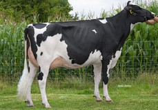 Zwanebloem Bourbon Ruslana VG-86