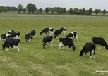 Honderdtonners bij Big Holsteins