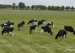 Honderdtonners bij Big Holsteins