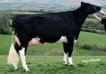 Acecroft Goldwyn Lila Z