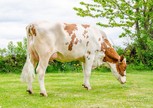 Alsgaard OH 3STAR Molly Red