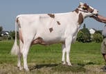 Batouwe Jrd Belladonna