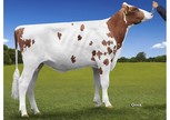 Bouw Asterix Red