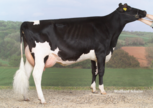 CCC Goldwyn Konny