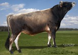 CDF Viceroy