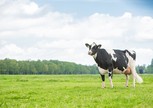 De Oosterhof DG Rose RDC
