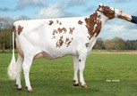De Oosterhof K&L Ruby Sun Red