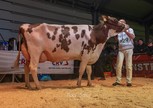 De Wijde Blik Corrie 679
