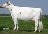 Delta Sterre