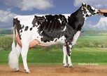 PG Dorothee