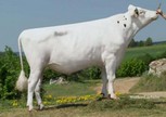 Flevo Genetics Snowman